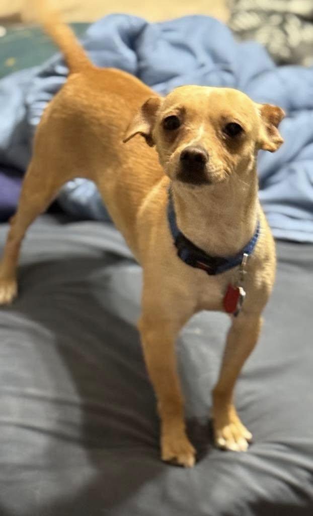 Sadie, a ADOPTABLE Chihuahua in Midland, TX image 3/3