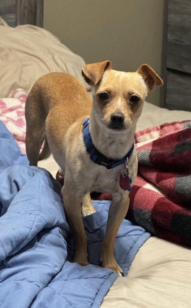 Sadie, a ADOPTABLE Chihuahua in Midland, TX image 2/3