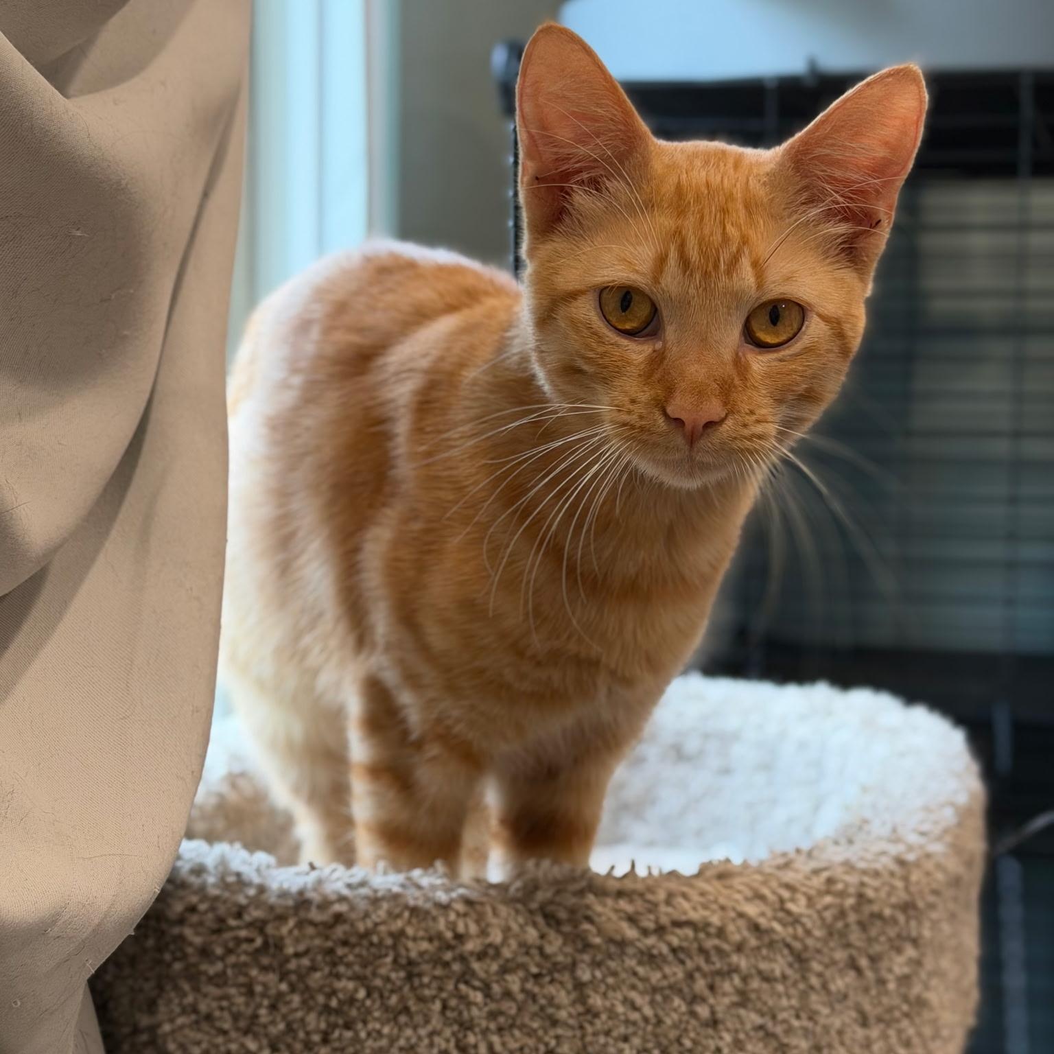 Enlarge Mikey, a ADOPTABLE Tabby in San Juan Capistrano, CA image 2/3