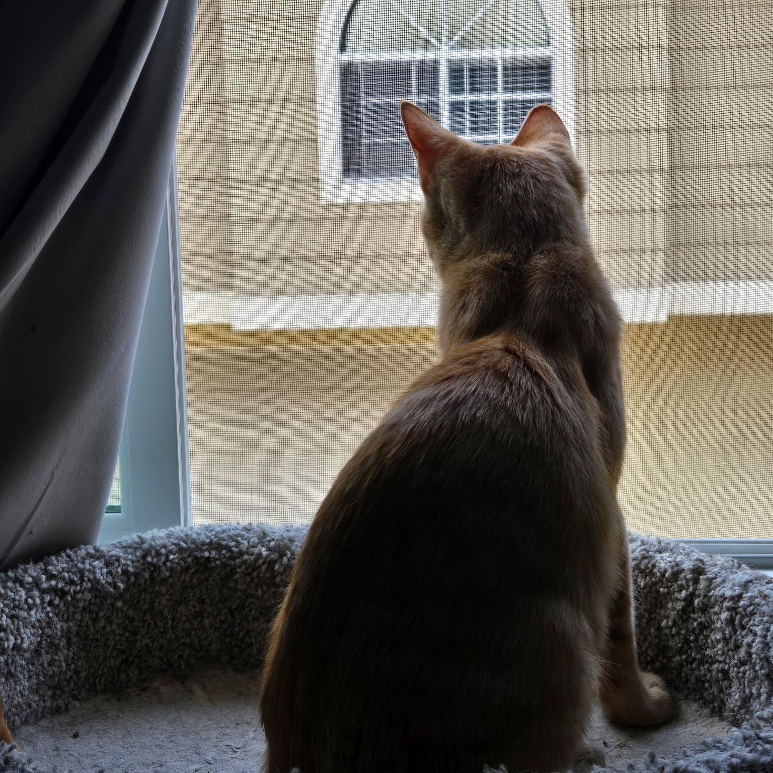 Enlarge Mikey, a ADOPTABLE Tabby in San Juan Capistrano, CA image 3/3