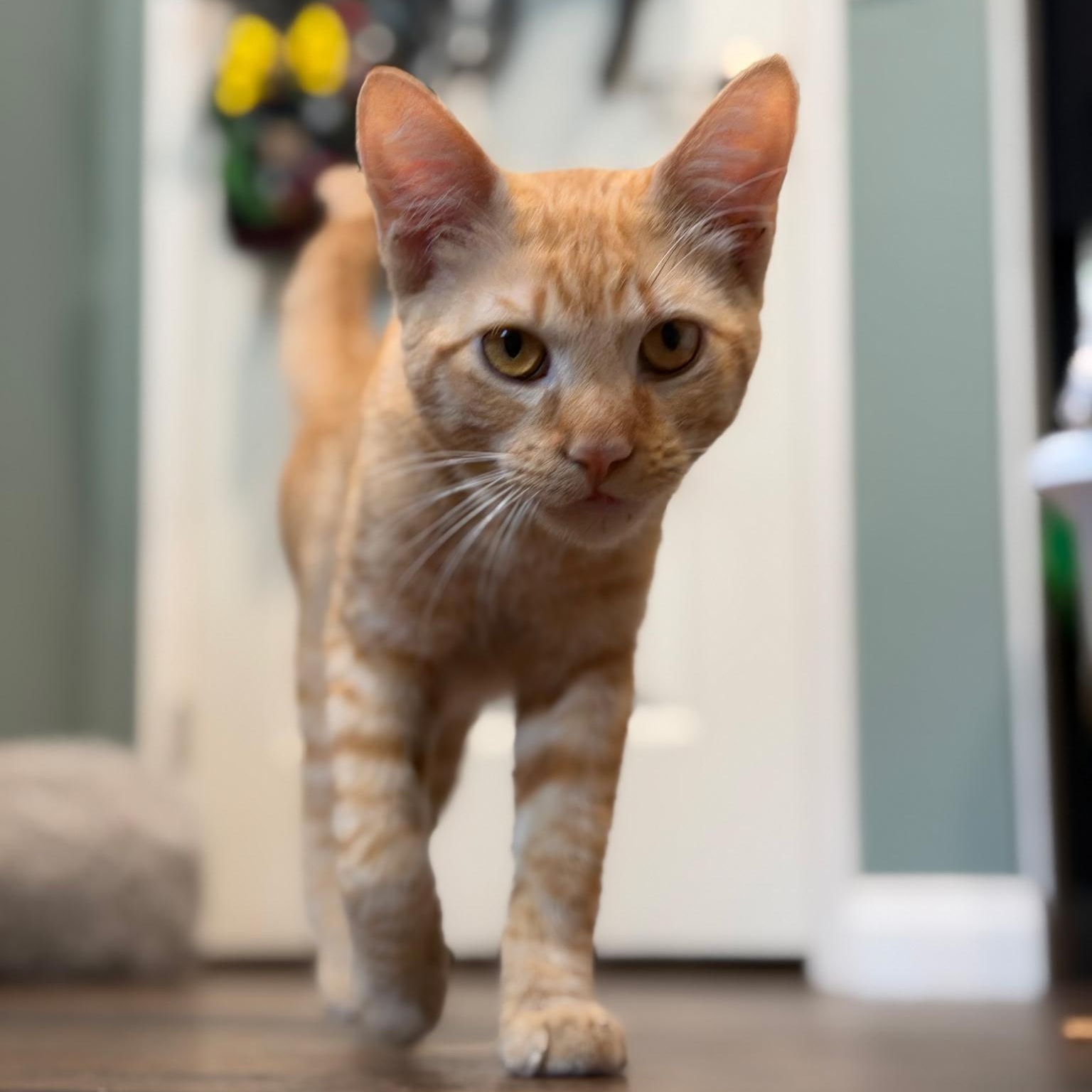 Mikey, ADOPTABLE, Kitten Male Tabby.