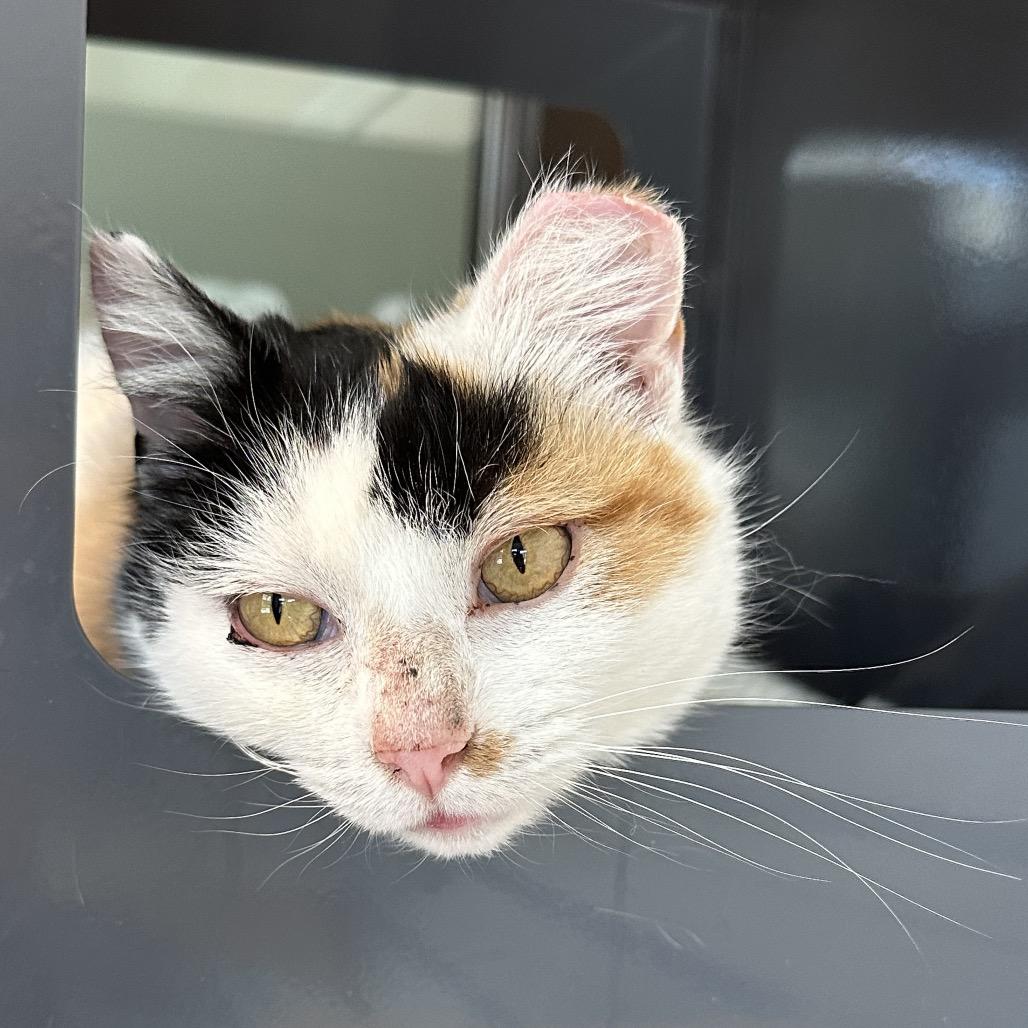 Enlarge Bugsy, a Adoptable Domestic Short Hair in Hailey, ID image 1/5