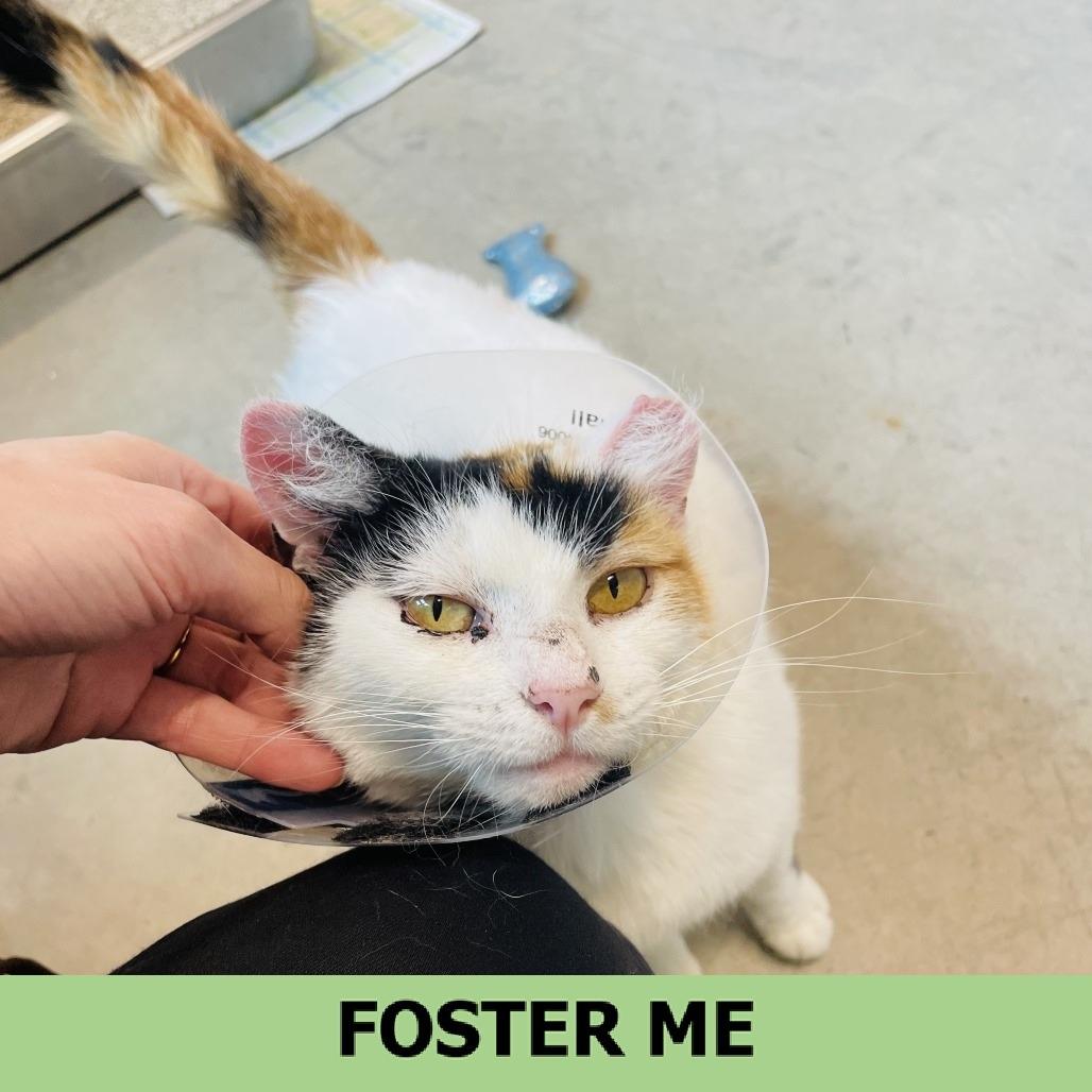 Enlarge Bugsy, a Adoptable Domestic Short Hair in Hailey, ID image 2/6