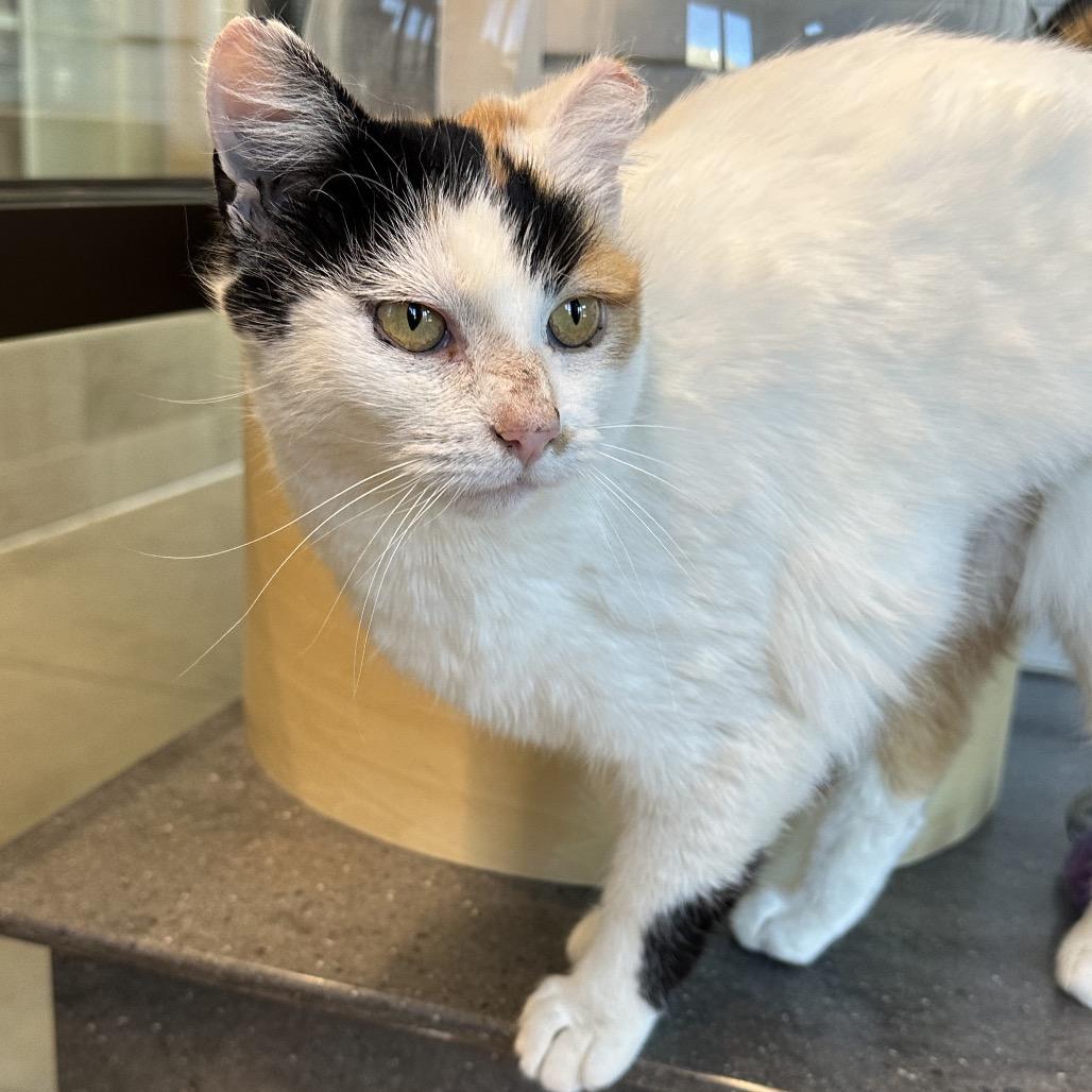 Enlarge Bugsy, a Adoptable Domestic Short Hair in Hailey, ID image 2/5