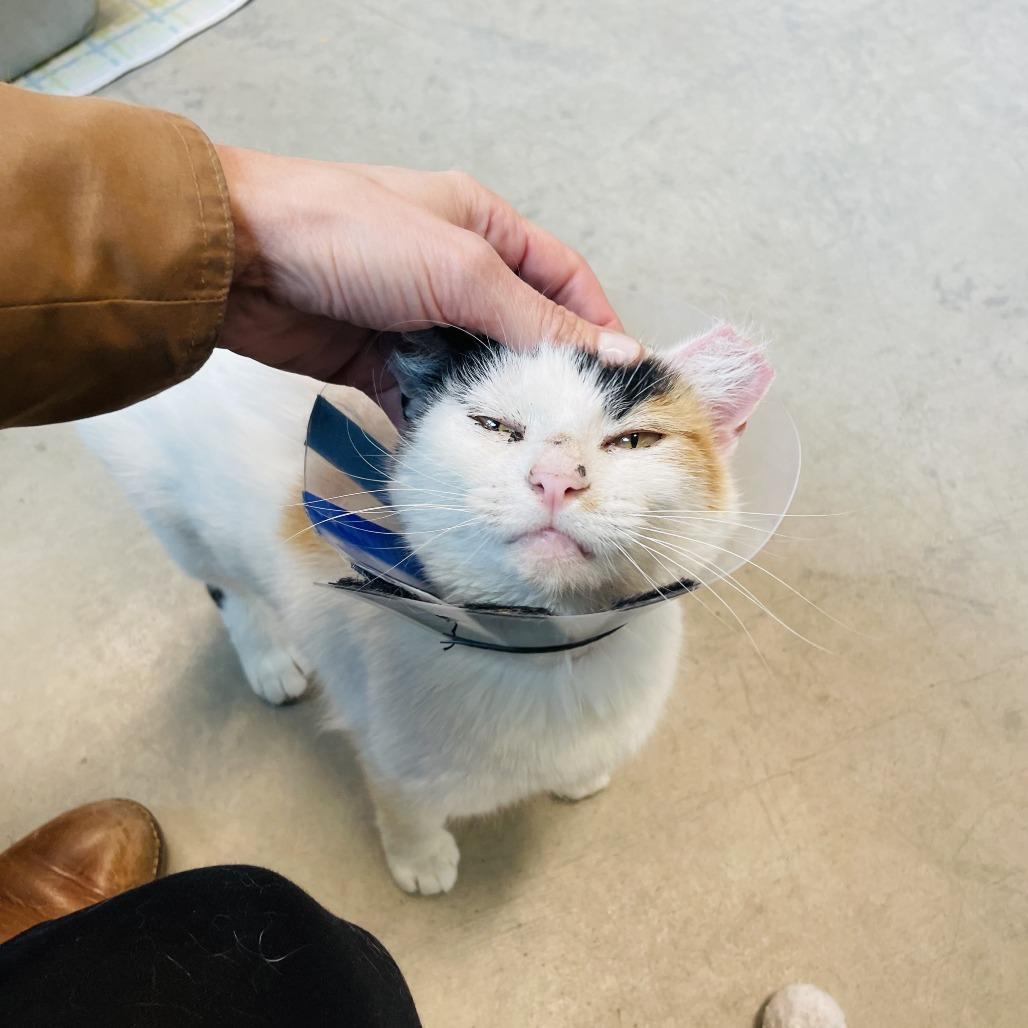 Bugsy, a Adoptable Domestic Short Hair in Hailey, ID image 2/6