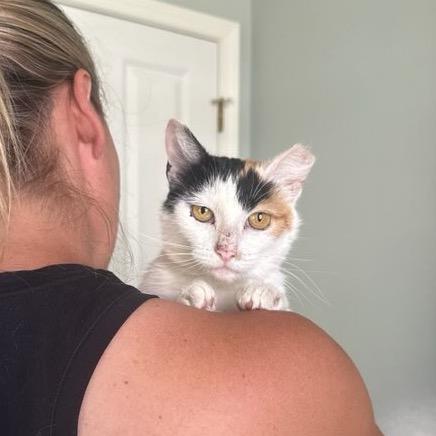 Bugsy, a Adoptable Domestic Short Hair in Hailey, ID image 3/6