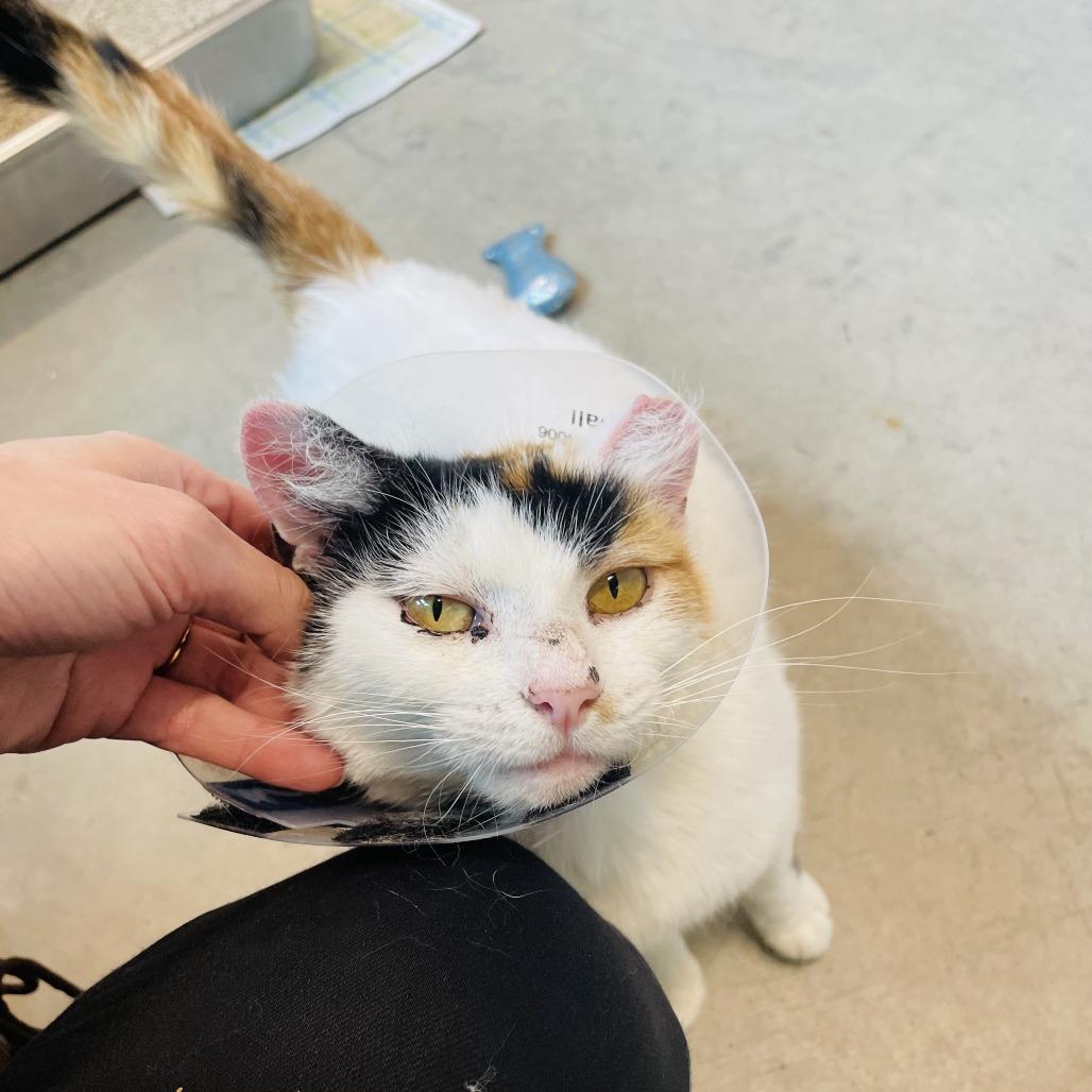 Enlarge Bugsy, a Adoptable Domestic Short Hair in Hailey, ID image 2/6