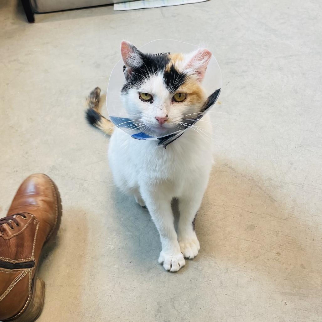 Enlarge Bugsy, a Adoptable Domestic Short Hair in Hailey, ID image 3/6