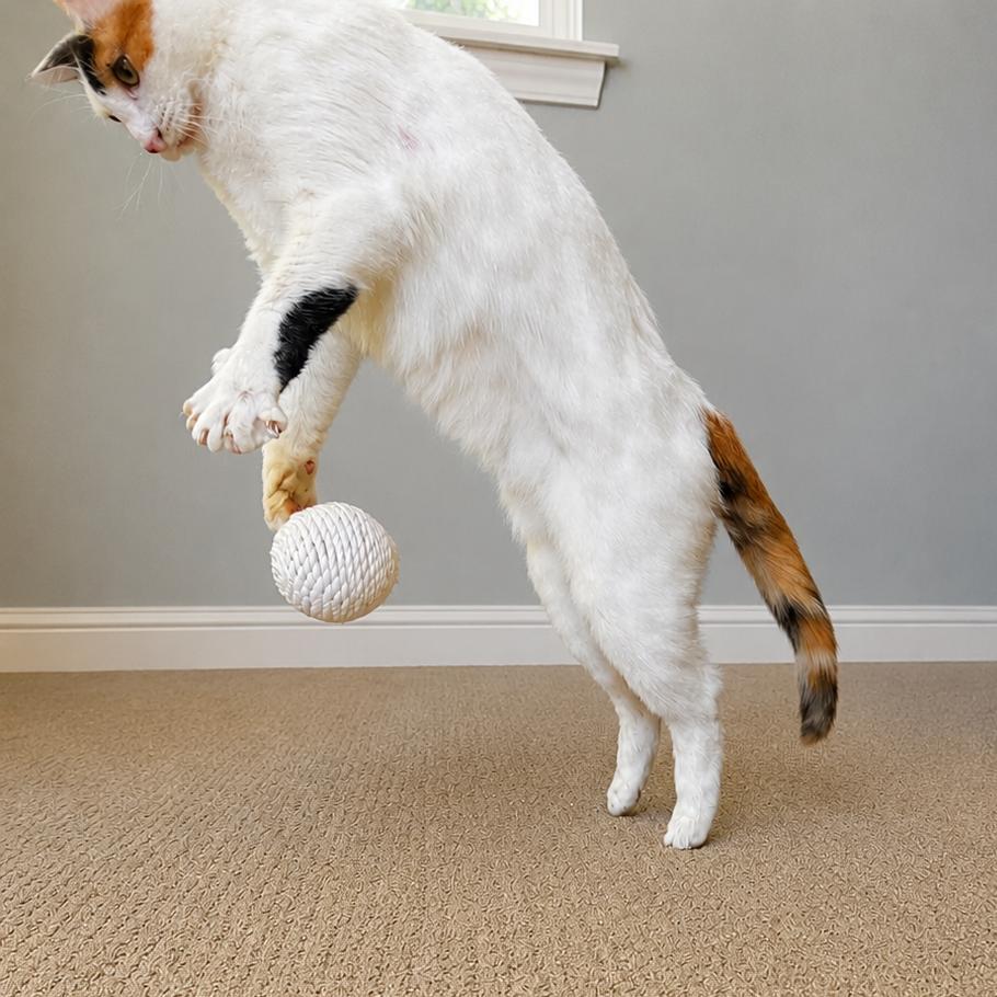 Bugsy, a Adoptable Domestic Short Hair in Hailey, ID image 4/6