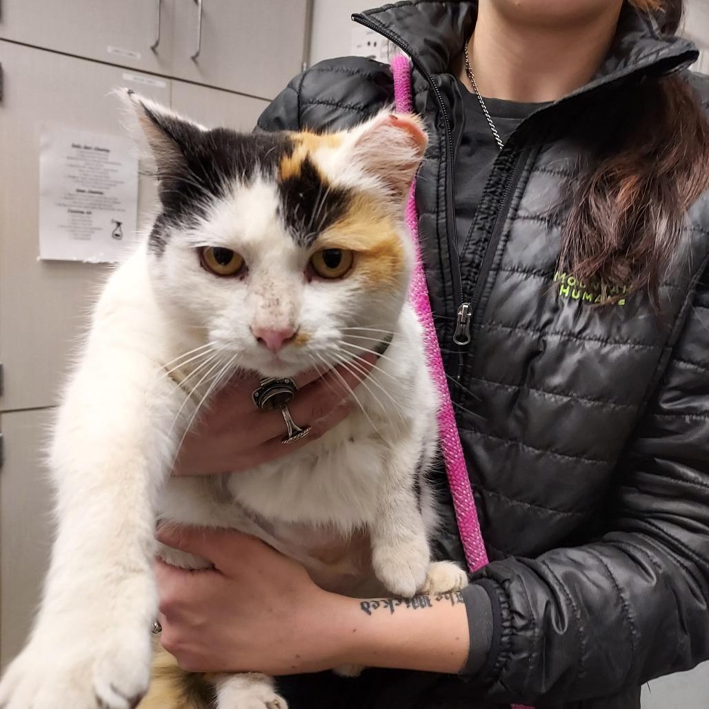 Enlarge Bugsy, a Adoptable Domestic Short Hair in Hailey, ID image 3/5