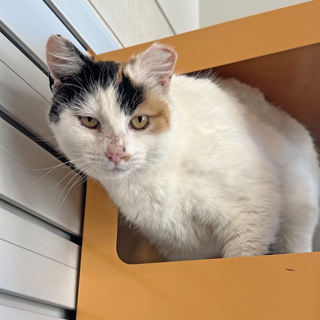 Enlarge Bugsy, a Adoptable Domestic Short Hair in Hailey, ID image 4/5