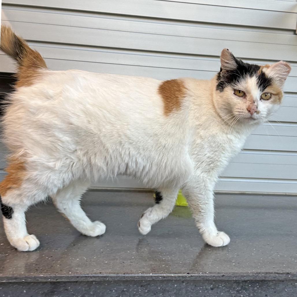 Enlarge Bugsy, a Adoptable Domestic Short Hair in Hailey, ID image 5/5