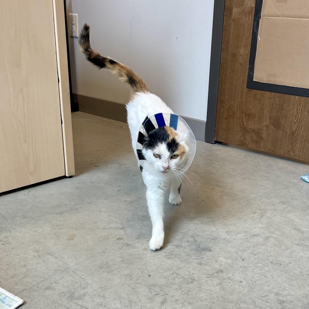 Enlarge Bugsy, a Adoptable Domestic Short Hair in Hailey, ID image 6/6