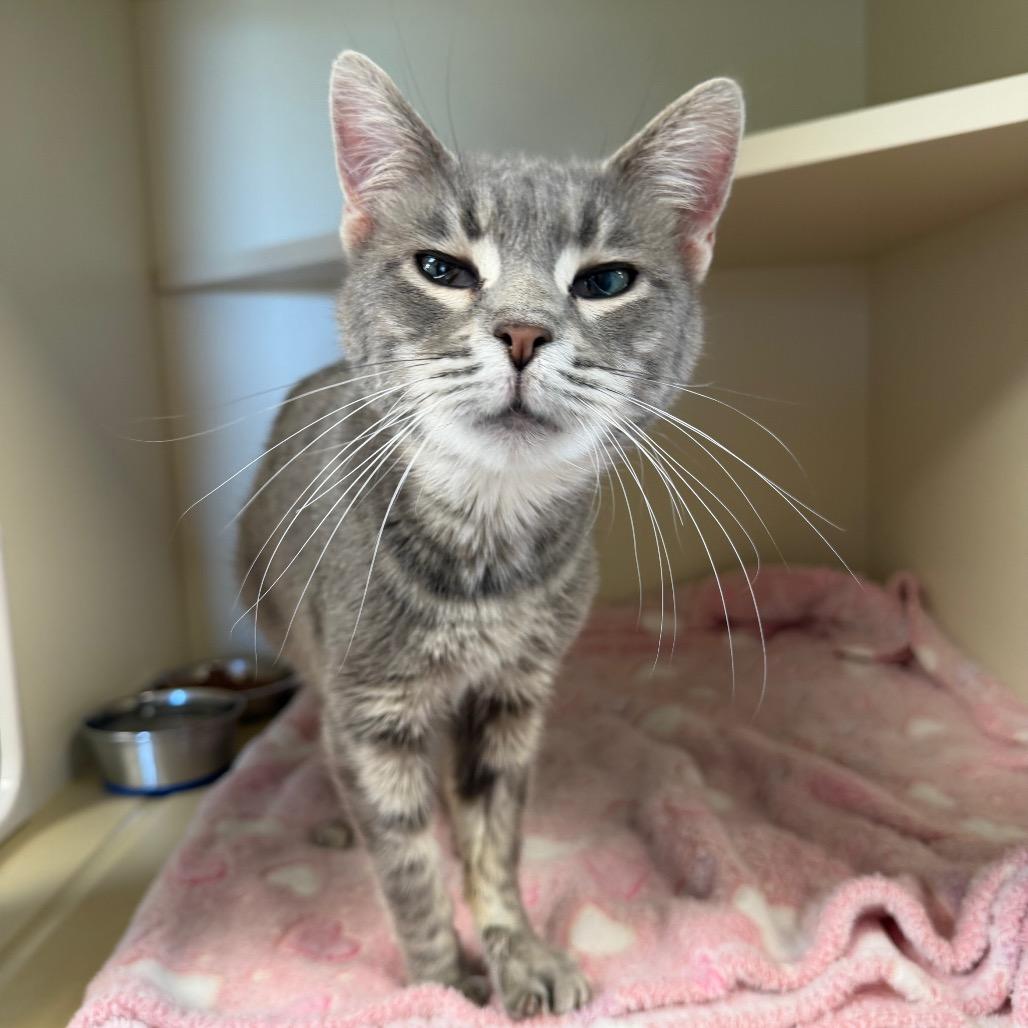 Avocado, Adoptable, Adult Female Domestic Short Hair.