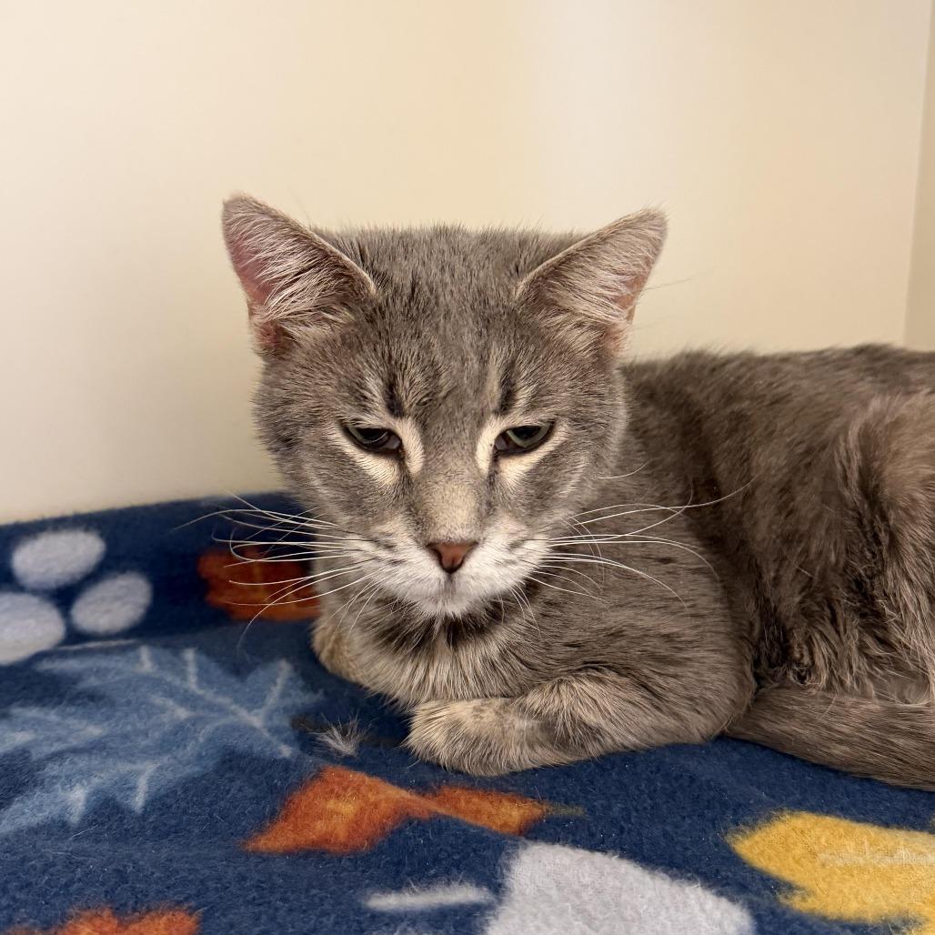 Enlarge Avocado, a Adoptable Domestic Short Hair in Cody, WY image 2/2