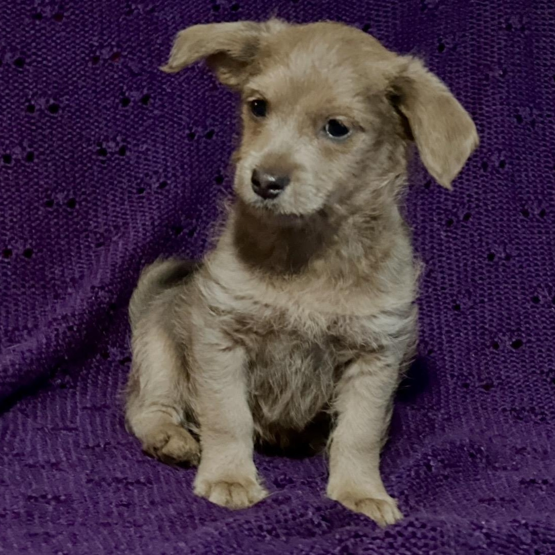 Enlarge George , a ADOPTABLE mixed breed in Pelham, NH image 3/6