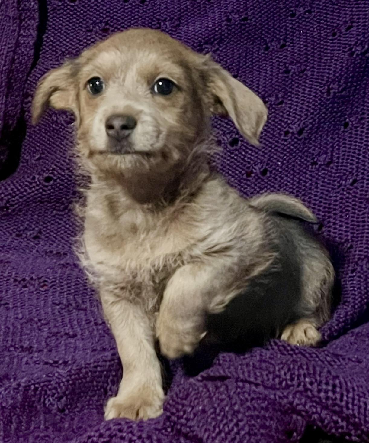 Enlarge George , a ADOPTABLE mixed breed in Pelham, NH image 6/6