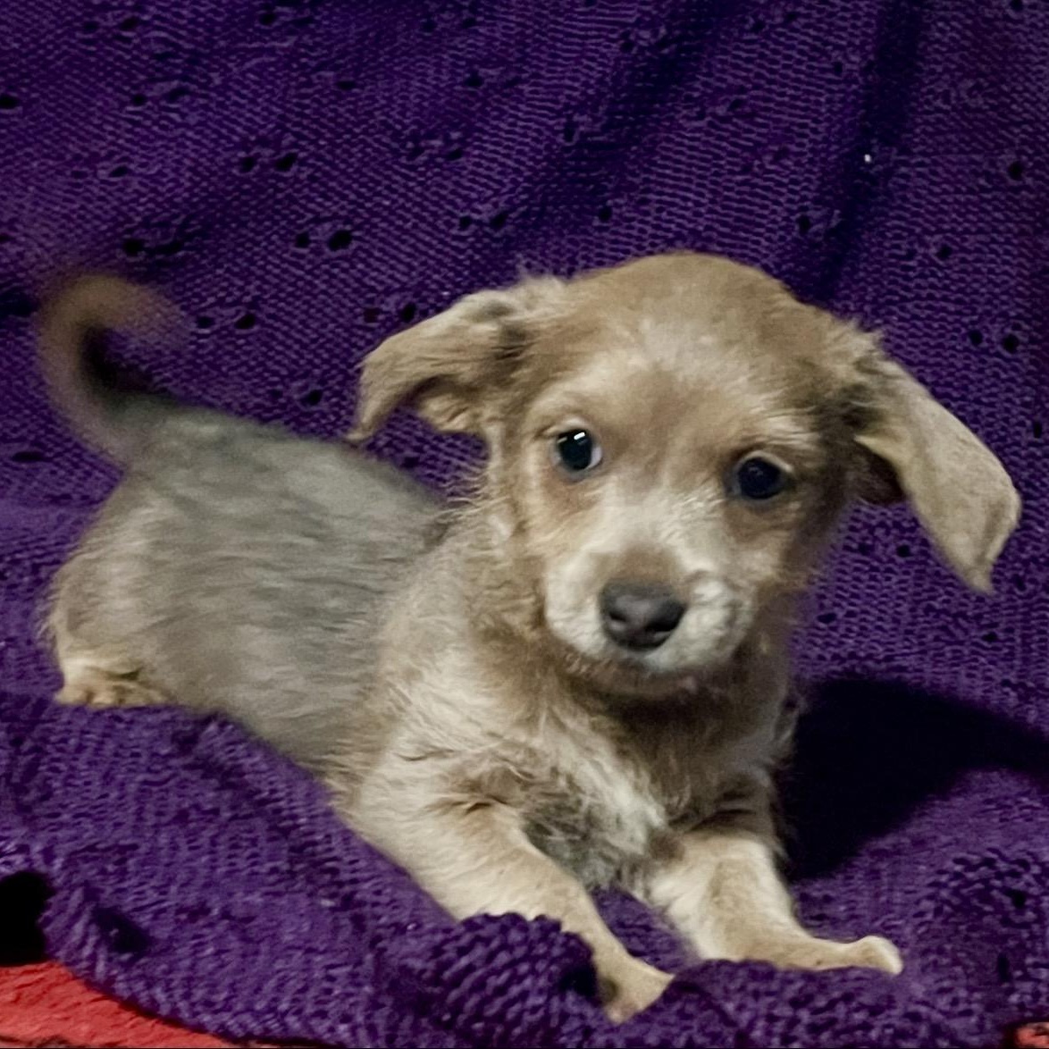 Enlarge George , a ADOPTABLE mixed breed in Pelham, NH image 5/6