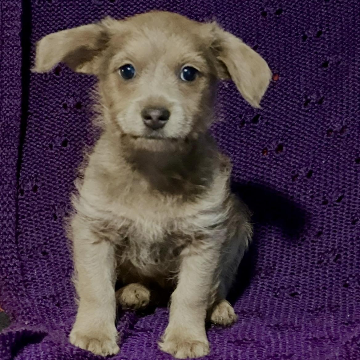 Enlarge George , a ADOPTABLE mixed breed in Pelham, NH image 2/6