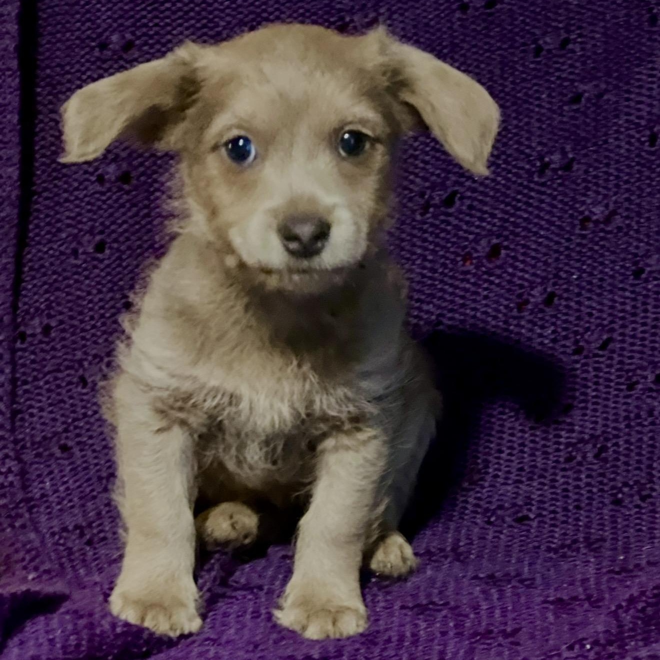 Enlarge George , a ADOPTABLE mixed breed in Pelham, NH image 4/6