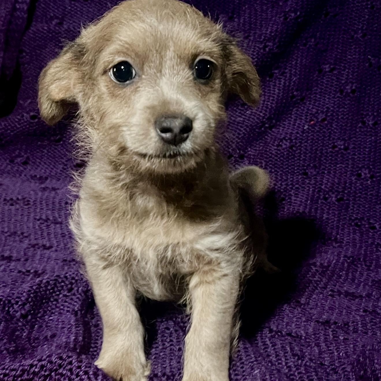 Enlarge George , a ADOPTABLE mixed breed in Pelham, NH image 1/6