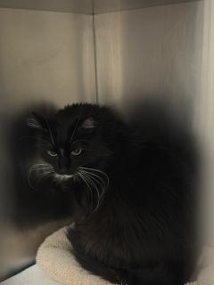 Enlarge Jaxson, a ADOPTABLE Maine Coon in Allen, TX image 1/1
