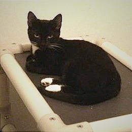 Sugar, Adoptable, Kitten Female Domestic Short Hair.