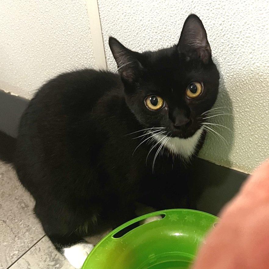 Enlarge Sugar, a Adoptable Domestic Short Hair in Brighton, MO image 2/2