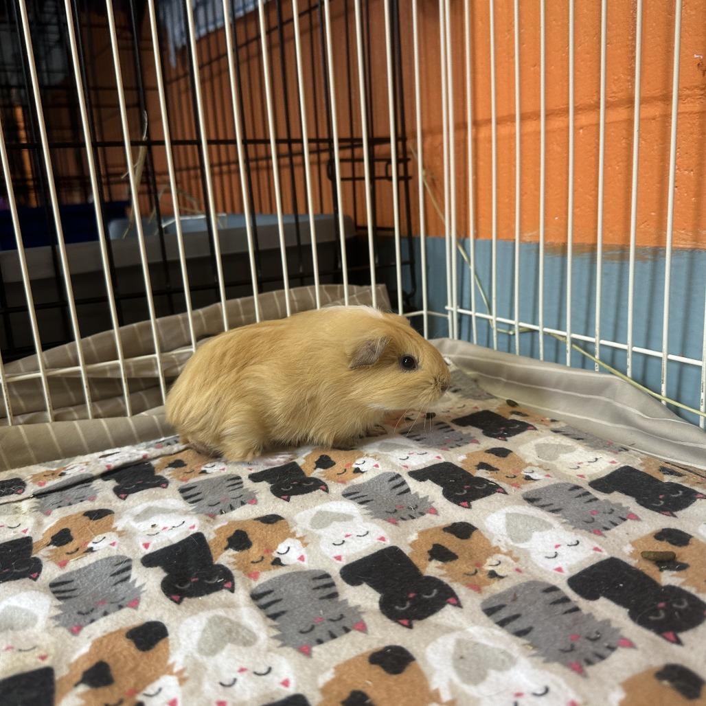 Enlarge Bay, a Adoptable Guinea Pig in Brockton, MA image 1/1