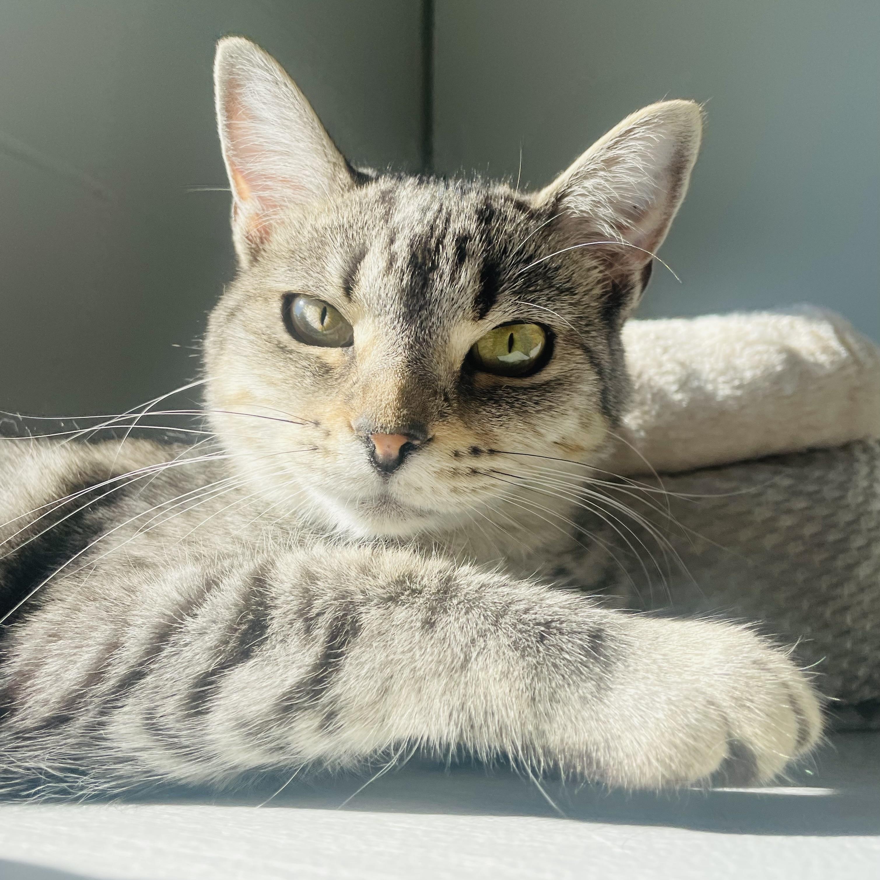 Piper, Adoptable, Young Female Domestic Short Hair.