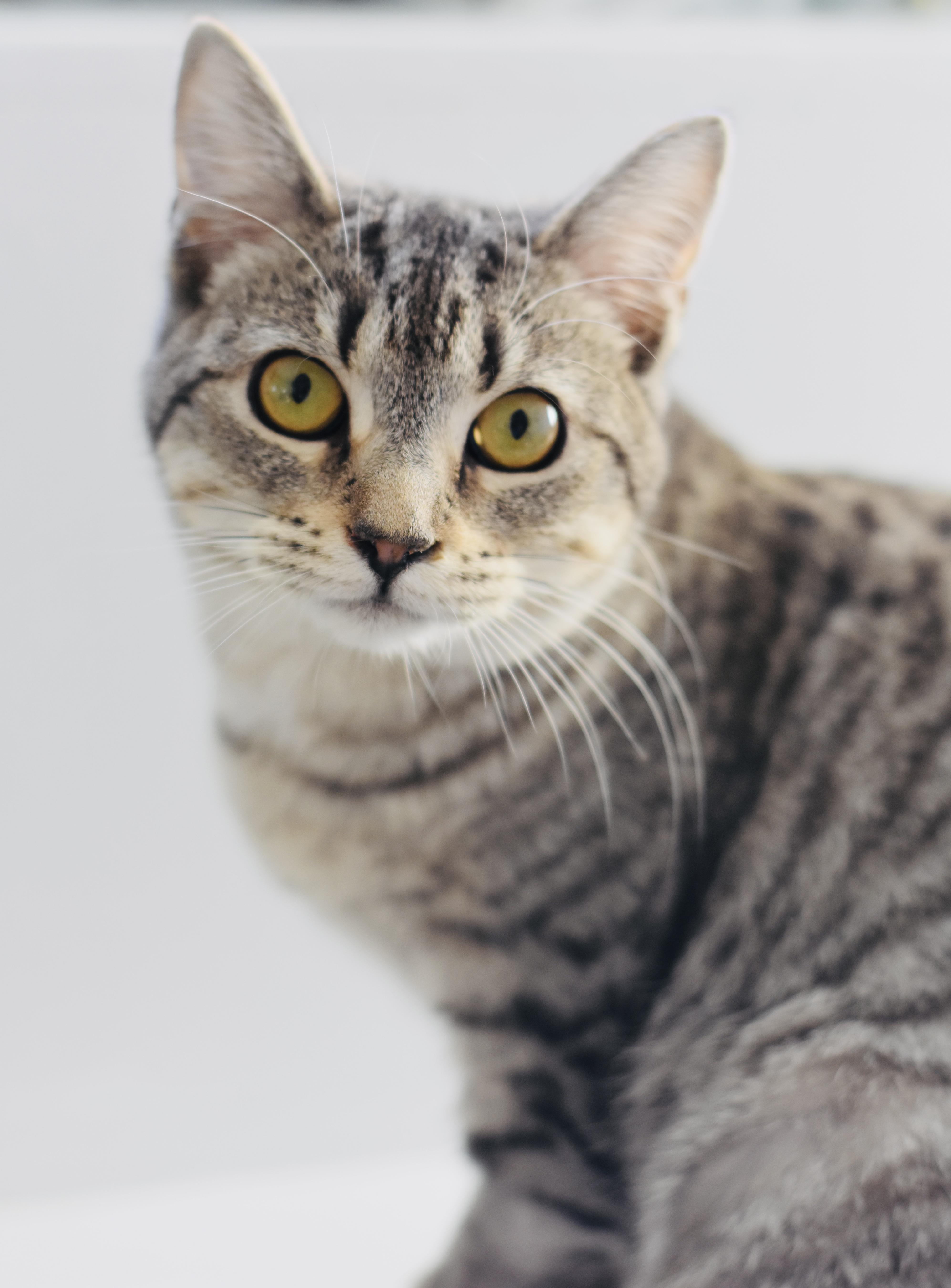 Enlarge Piper, a Adoptable Domestic Short Hair in Cincinnati, OH image 2/6