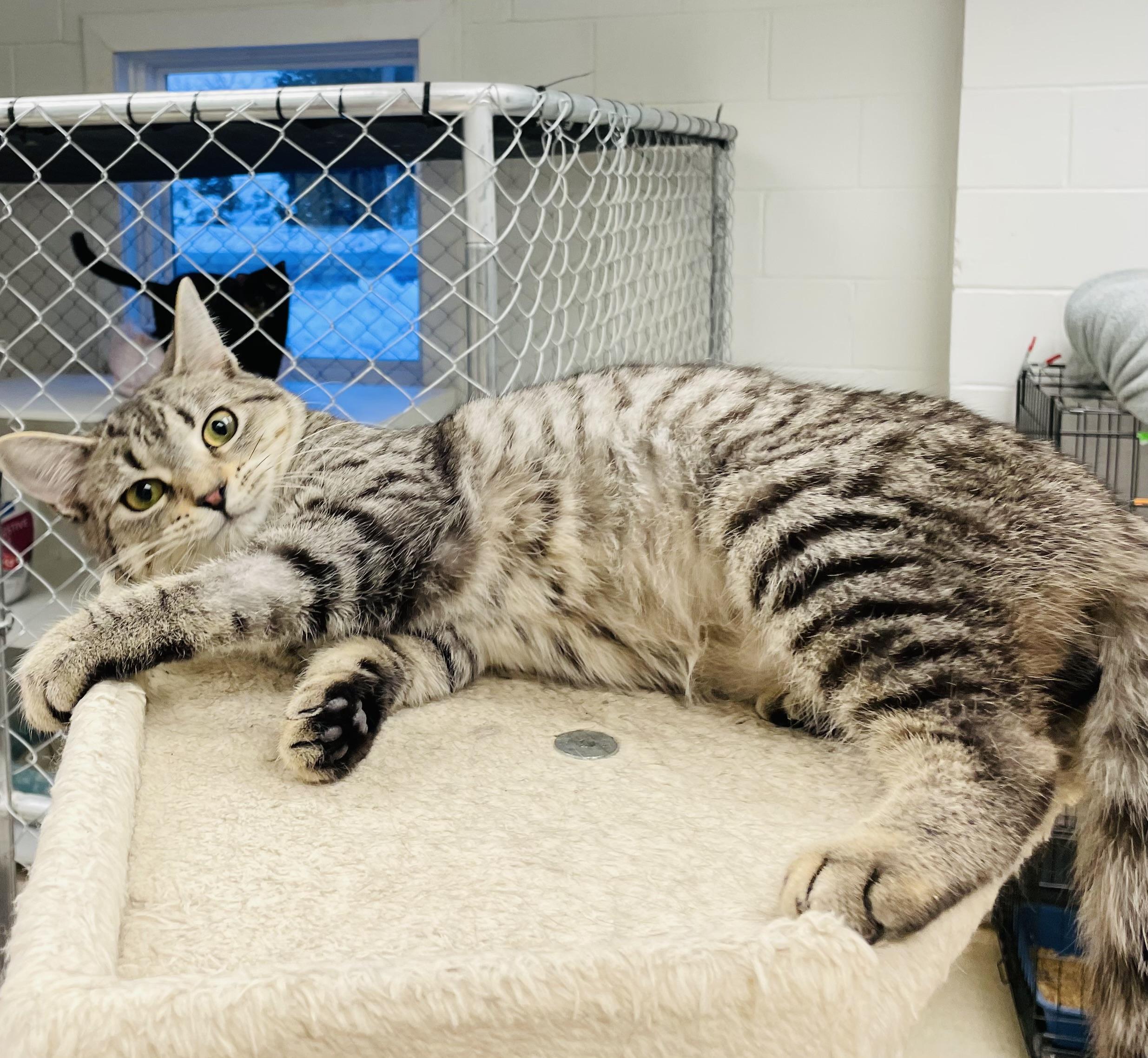 Enlarge Piper, a Adoptable Domestic Short Hair in Cincinnati, OH image 6/6