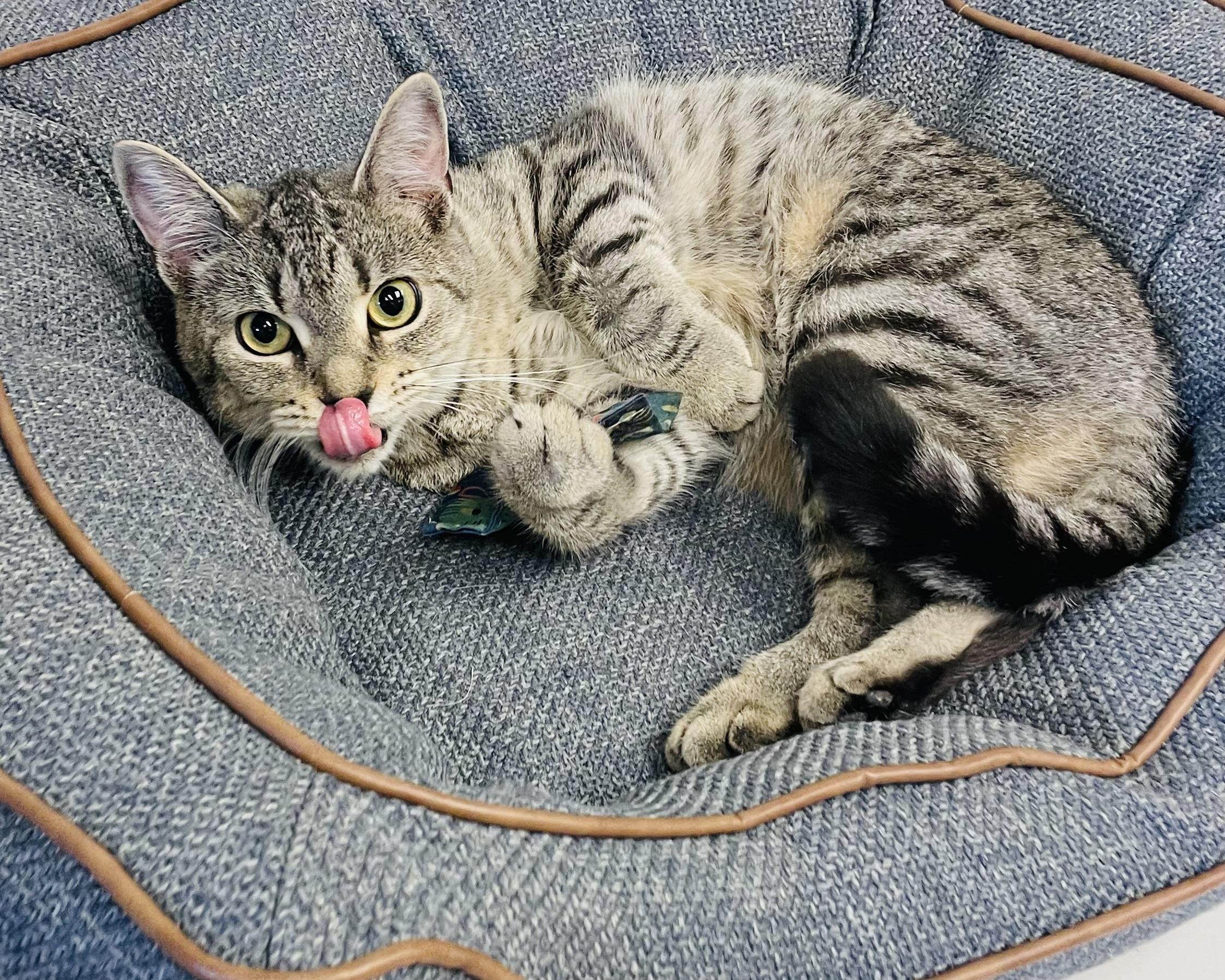 Enlarge Piper, a Adoptable Domestic Short Hair in Cincinnati, OH image 3/6