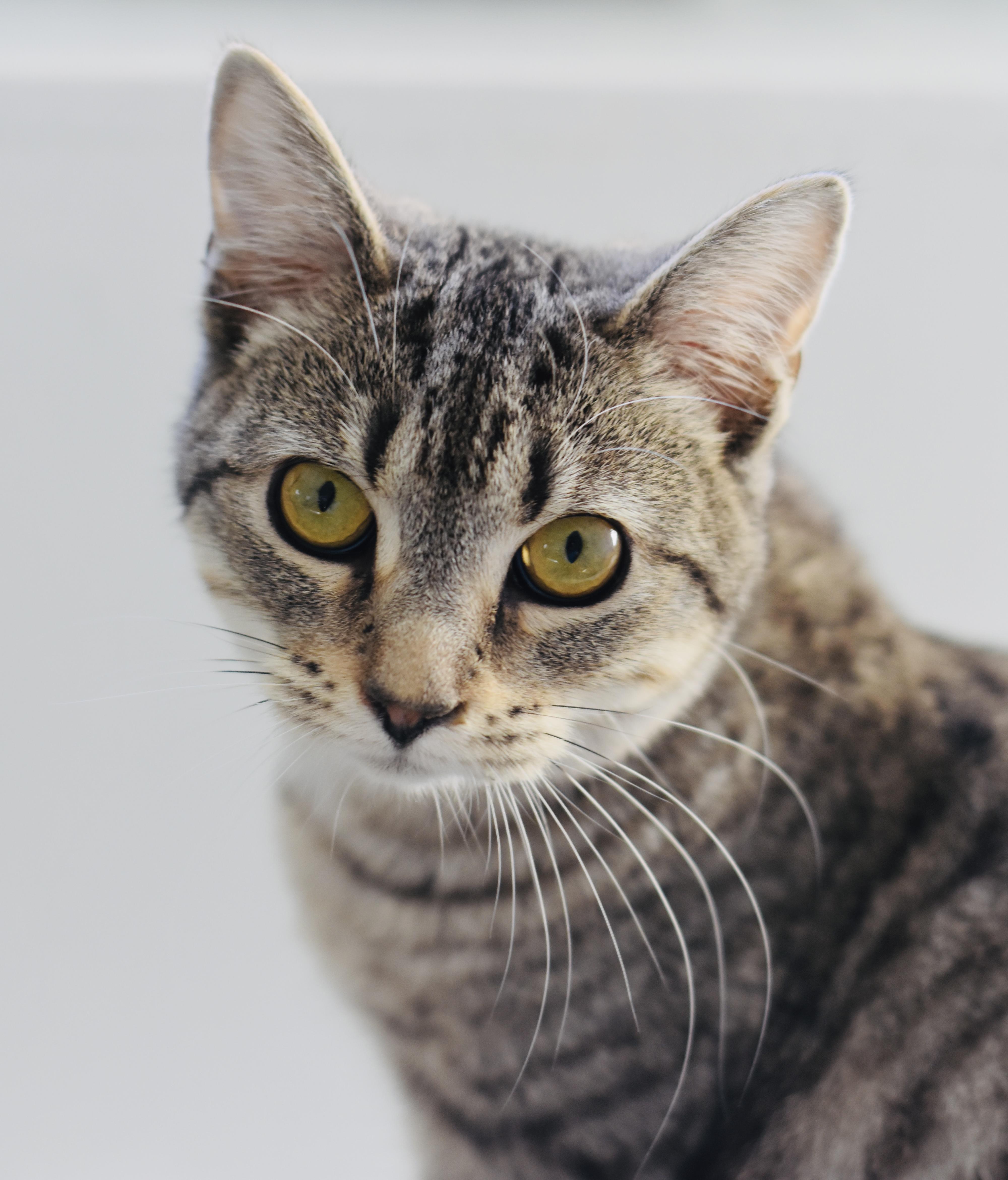Enlarge Piper, a Adoptable Domestic Short Hair in Cincinnati, OH image 5/6