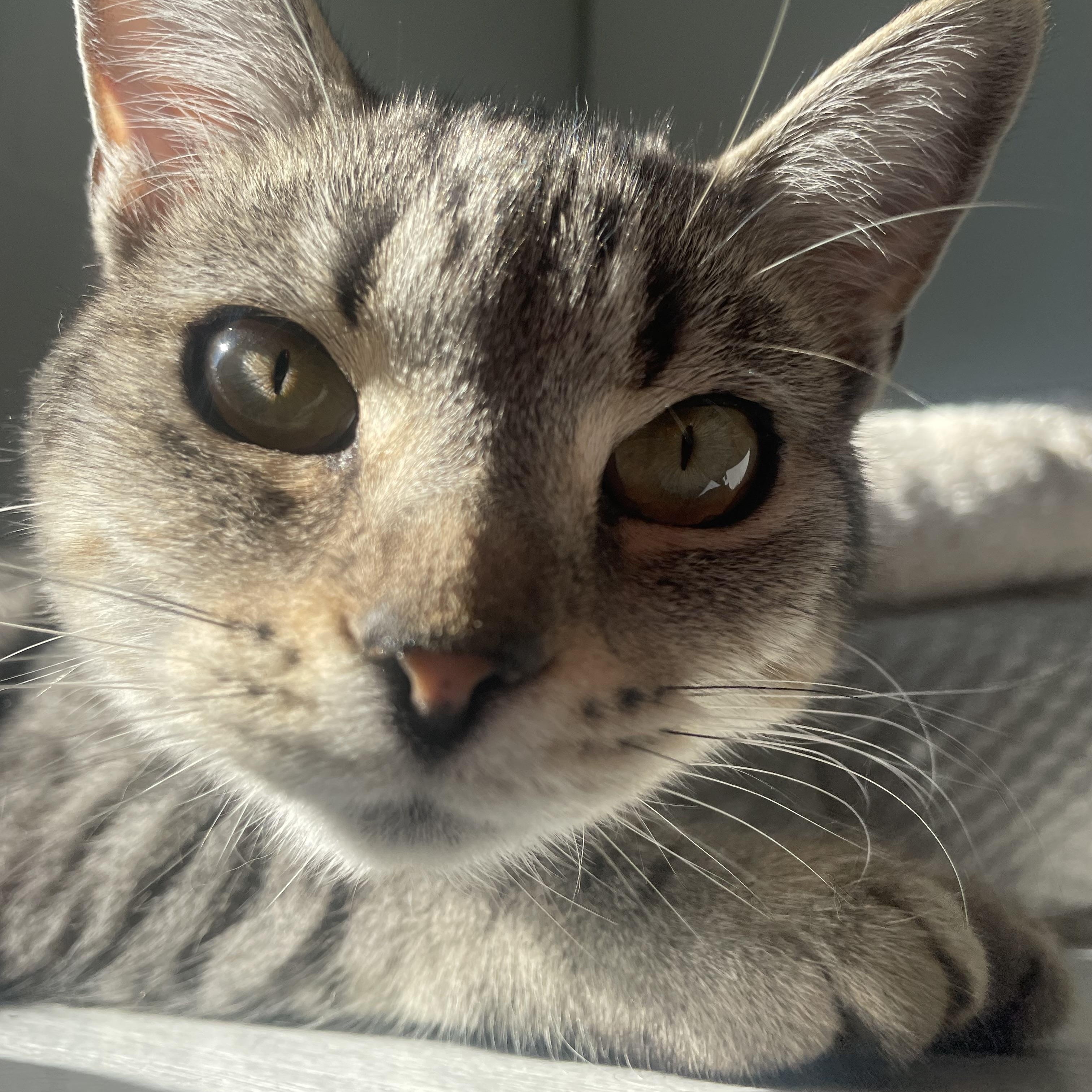 Enlarge Piper, a Adoptable Domestic Short Hair in Cincinnati, OH image 4/6