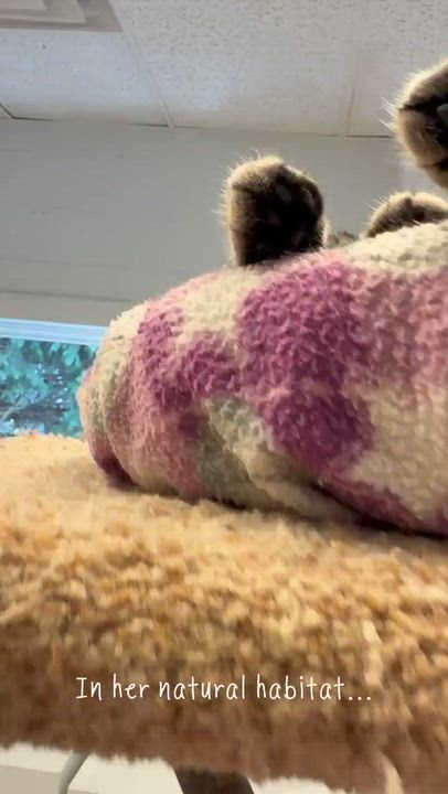 Enlarge Piper, an adoptable Domestic Short Hair in Cincinnati, OH video 6/6