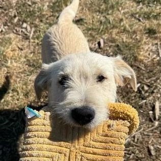 Wilson, an adoptable Airedale Terrier in Driggs, ID, 83422 | Photo Image 1