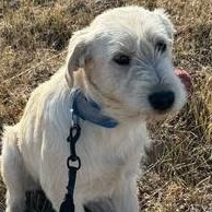 Wilson, an adoptable Airedale Terrier in Driggs, ID, 83422 | Photo Image 3