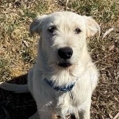 Wilson, an adoptable Airedale Terrier in Driggs, ID, 83422 | Photo Image 2