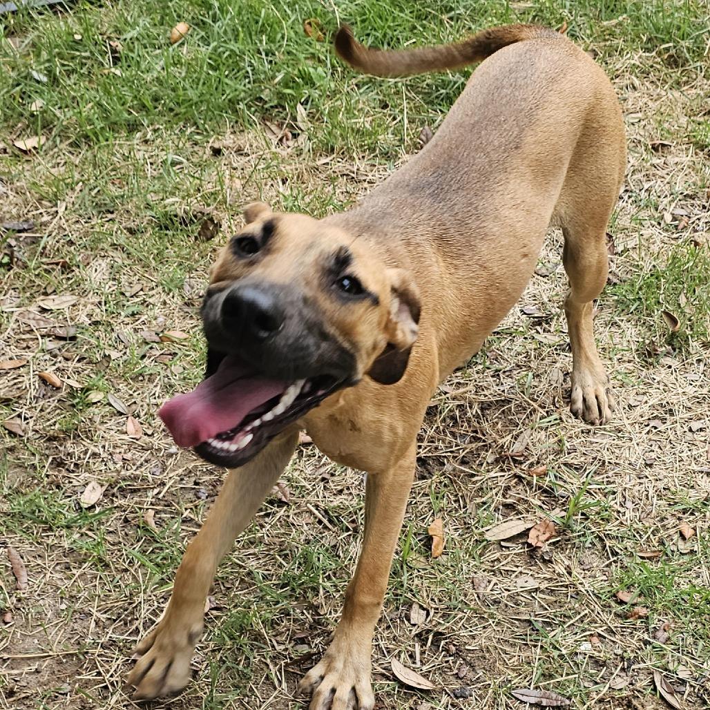Penny, a Adoptable mixed breed in Melrose, FL image 1/5