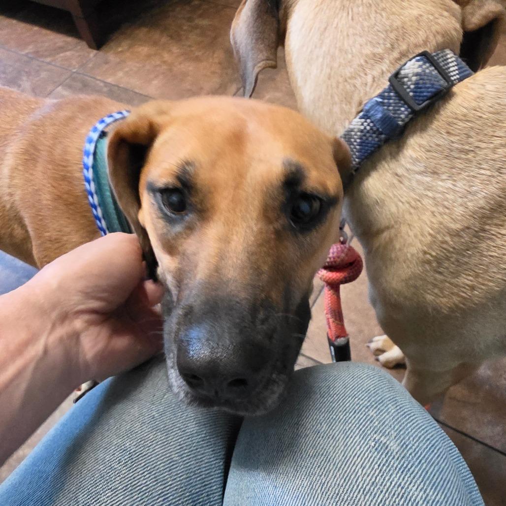 Penny, a Adoptable mixed breed in Melrose, FL image 2/5