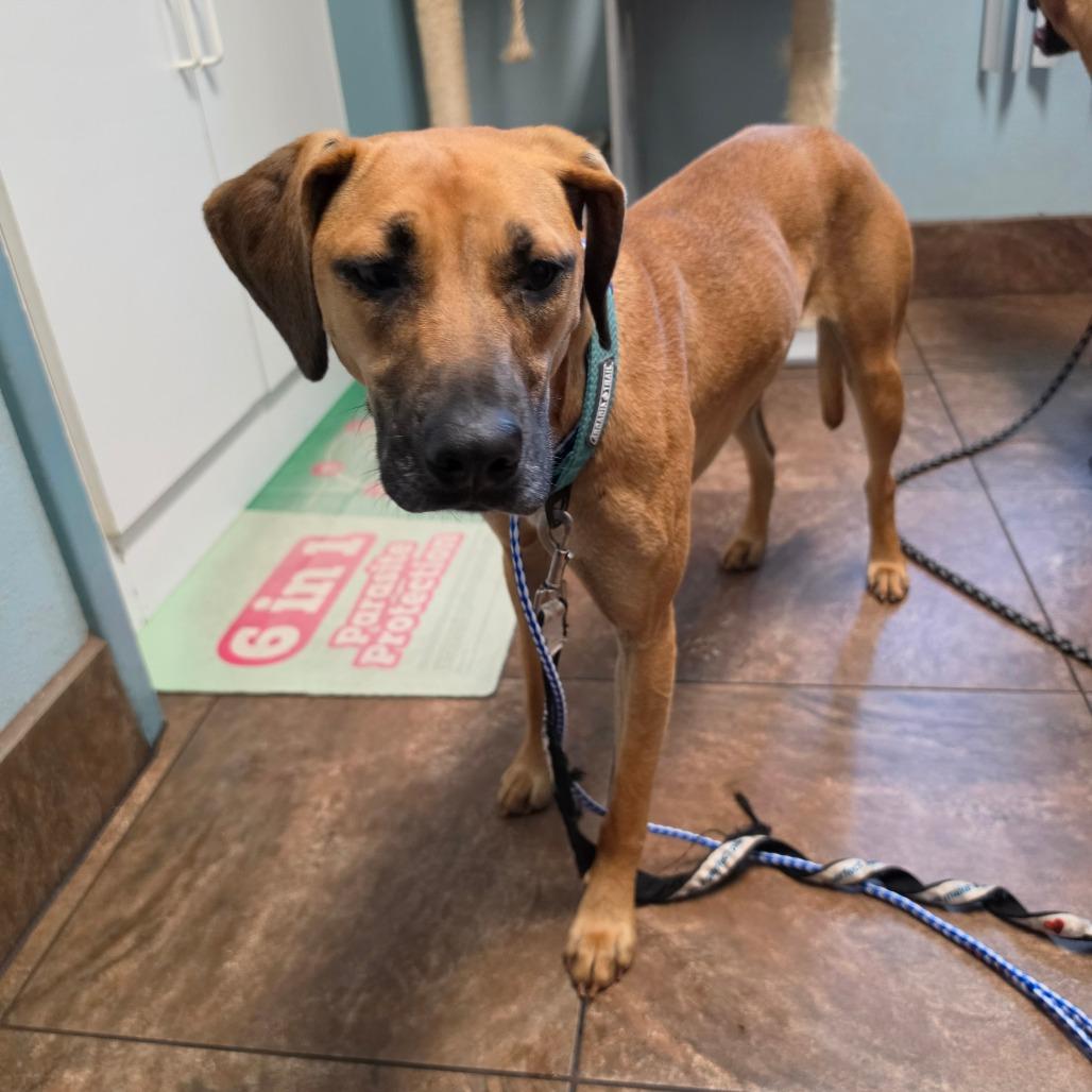 Penny, a Adoptable mixed breed in Melrose, FL image 3/5