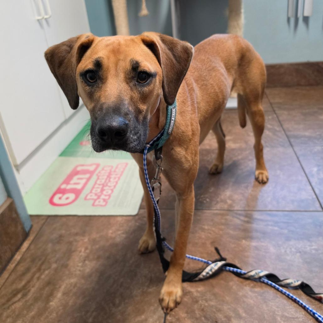 Penny, a Adoptable mixed breed in Melrose, FL image 4/5