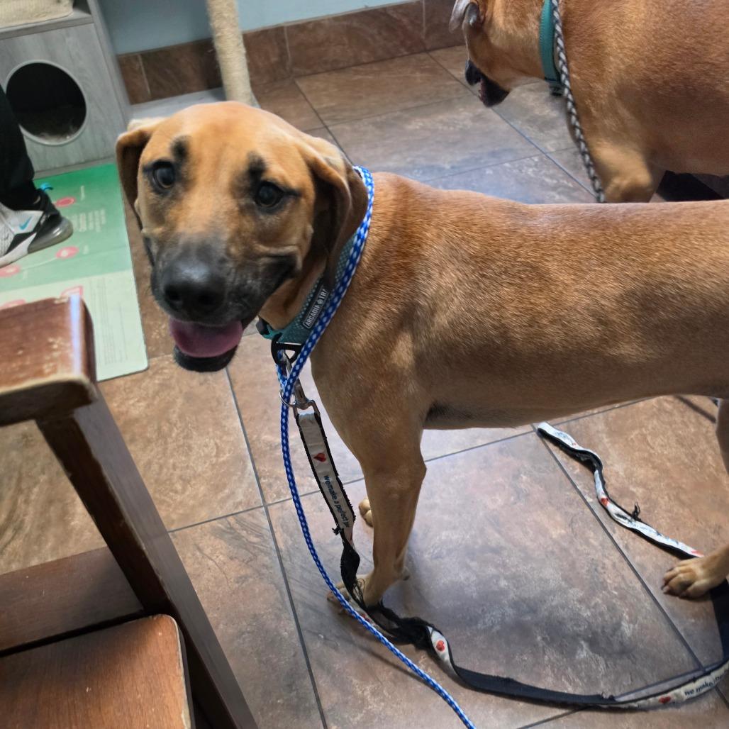 Penny, a Adoptable mixed breed in Melrose, FL image 5/5