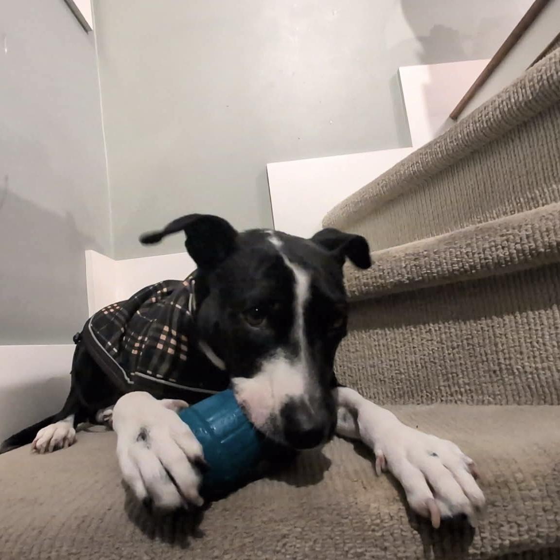 Dixi, a ADOPTABLE mixed breed in Milton, ON image 2/6