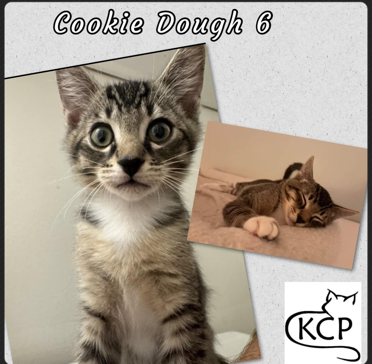 Cookie D 6, adopted, Kitten Male Domestic Short Hair.