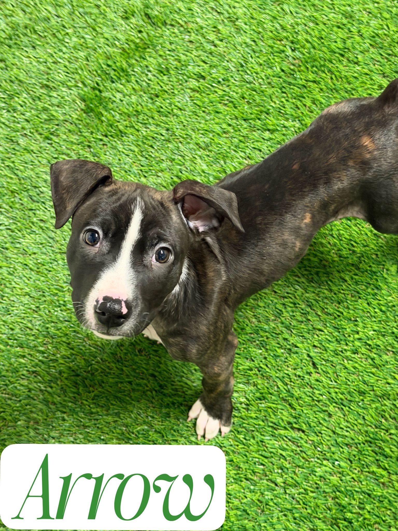 Arrow, Adoptable, Puppy Male Pit Bull Terrier.