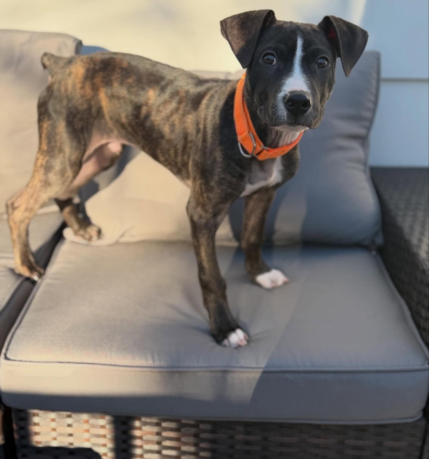 Enlarge Arrow, a Adoptable mixed breed in Hewitt, NJ image 2/2