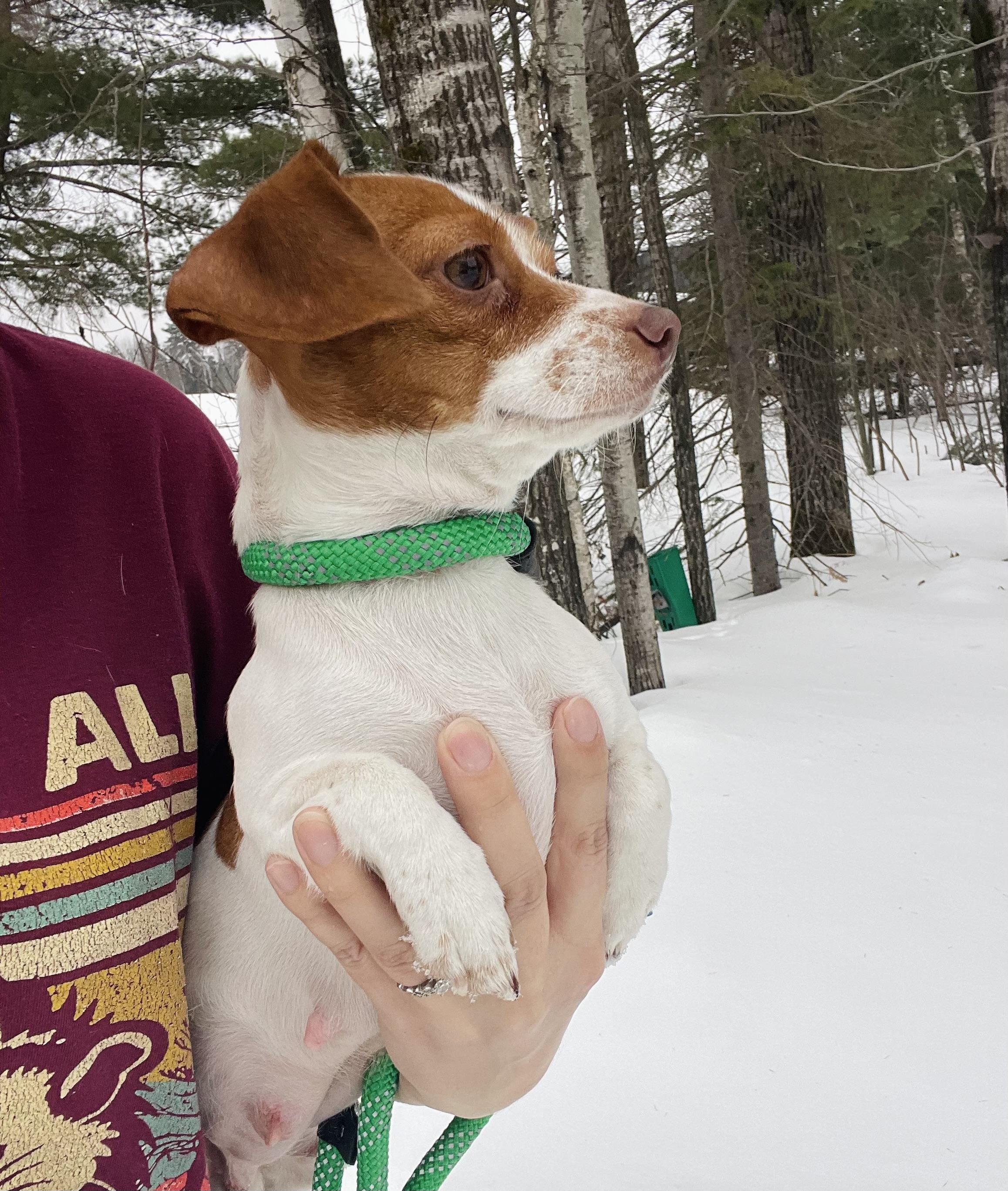 Enlarge Merryweather, an adopted mixed breed in Winter, WI image 1/1