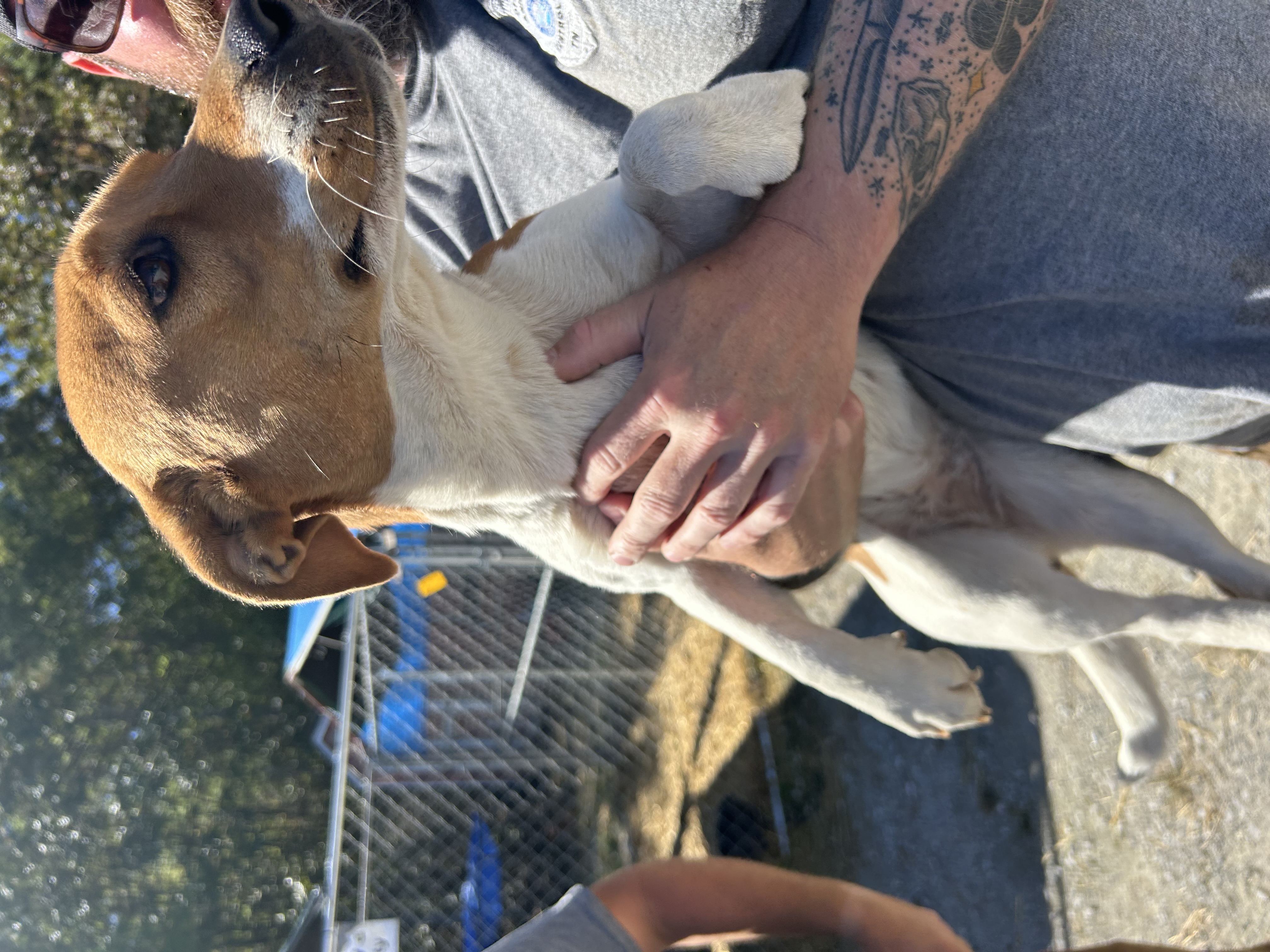 Dog for adoption Carrie, a Basset Hound Mix in Manchester, TN Petfinder